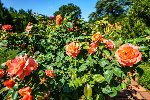 Coral roses